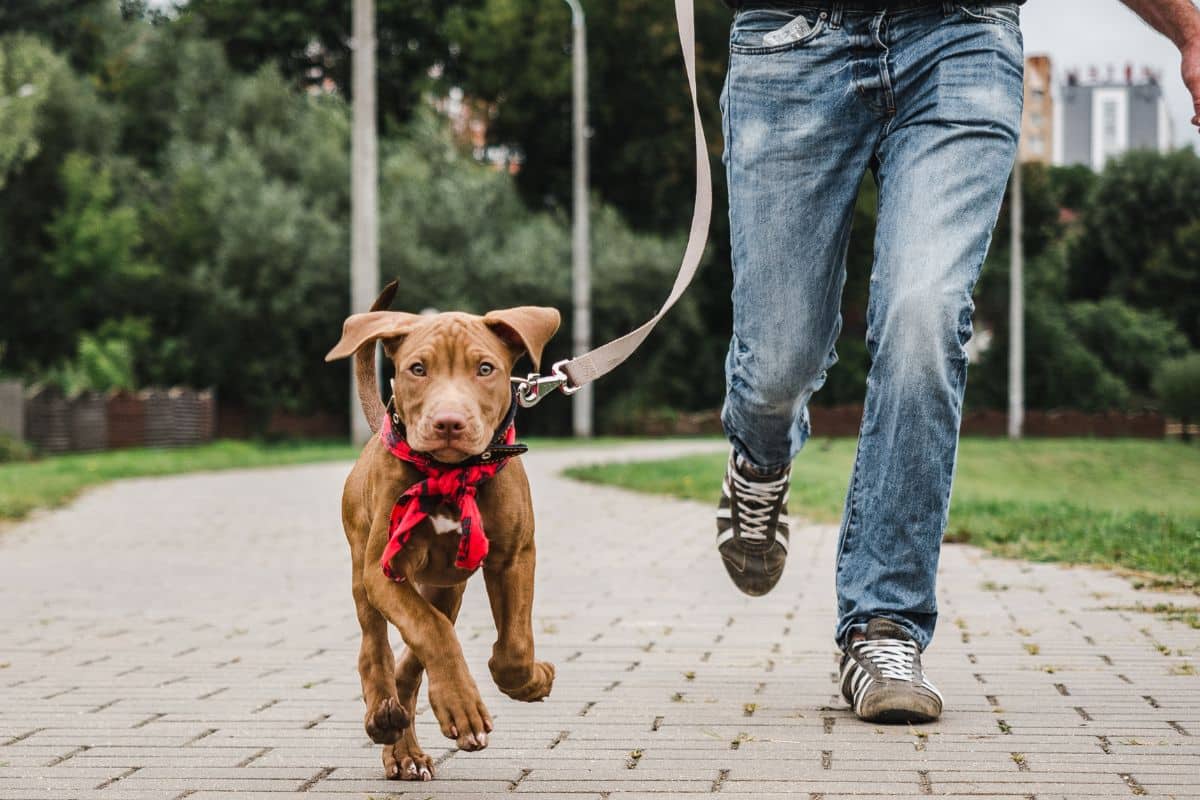 Teaching Your Puppy To Walk On Leash cover