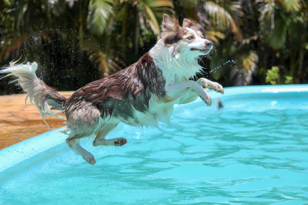 teaching a dog how to swim