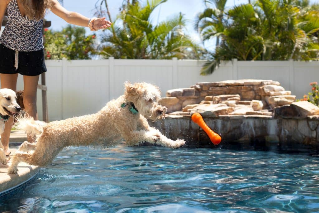 Dog Playing Fetch in Pool