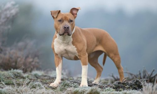 5 Best Dog Foods For Staffordshire Bull Terriers