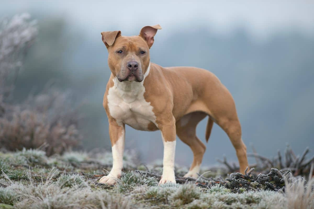 5 Best Dog Foods For Staffordshire Bull Terriers cover