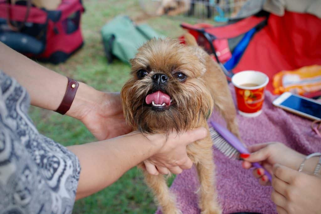 cleaning dog's fur