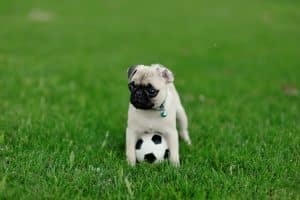 Everything You Need To Know About Newborn Baby Pugs And Care Tips