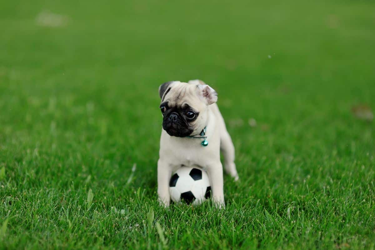 Everything You Need To Know About Newborn Baby Pugs And Care Tips cover