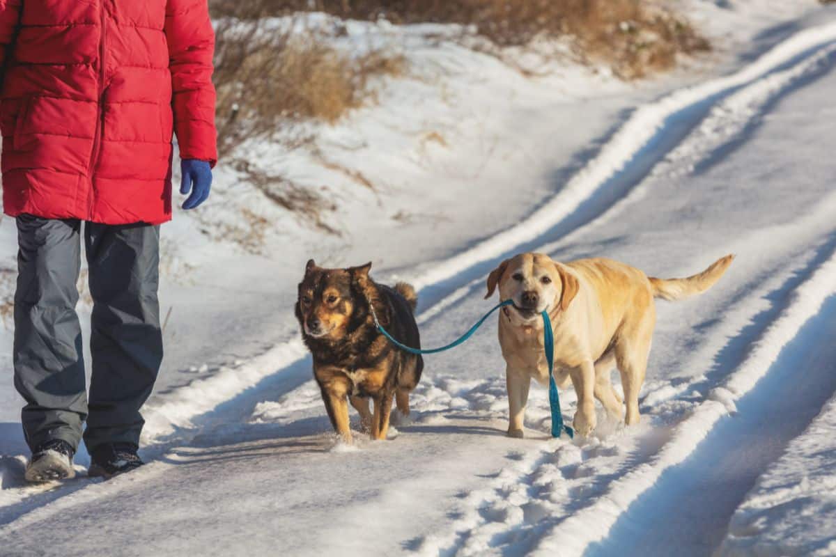 How To Use A Figure Of 8 Dog Lead? cover