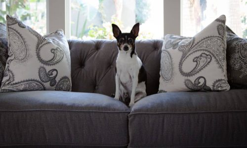 Is It Okay To Let Your Dog Sit On The Couch?