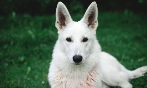 What You Should Know About The White German Shepherd?