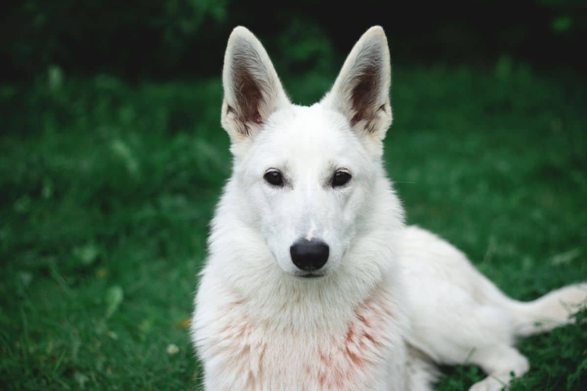 What You Should Know About The White German Shepherd? cover