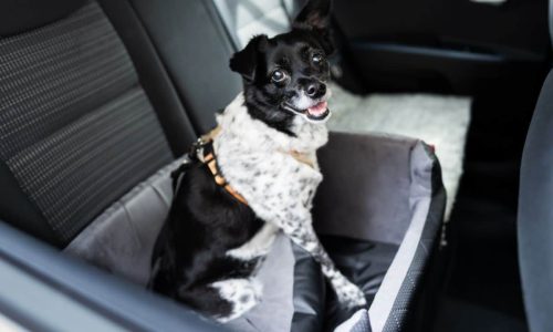 Dog Car Seats 10 Of The Best Car Seats For Your Dog