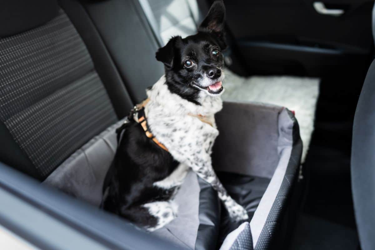 Dog Car Seats: 10 Of The Best Car Seats For Your Dog cover