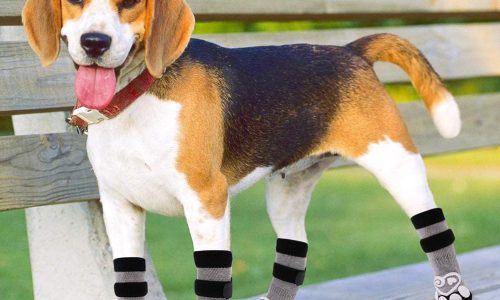 best dog booties in 2023