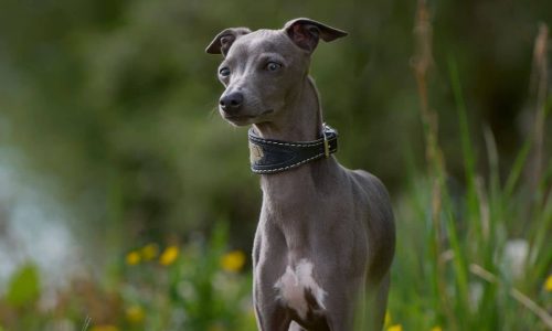 The Rather Rare And Super Sought-After Blue Whippet