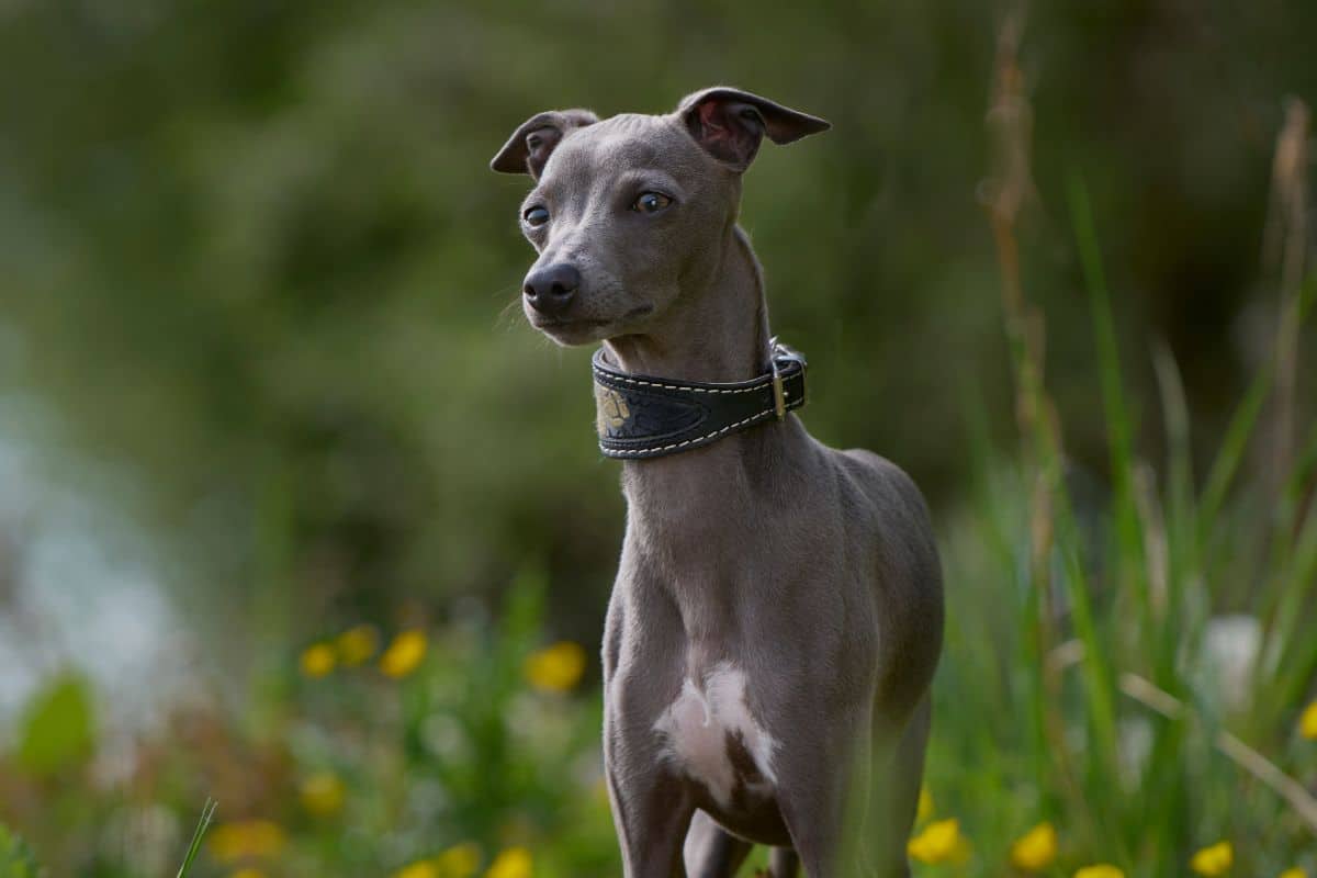 The Rather Rare And Super Sought-After Blue Whippet cover