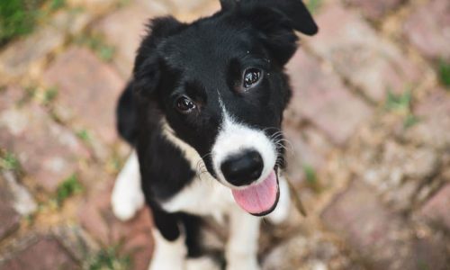 The Whippet Border Collie Mix Everything You Need To Know