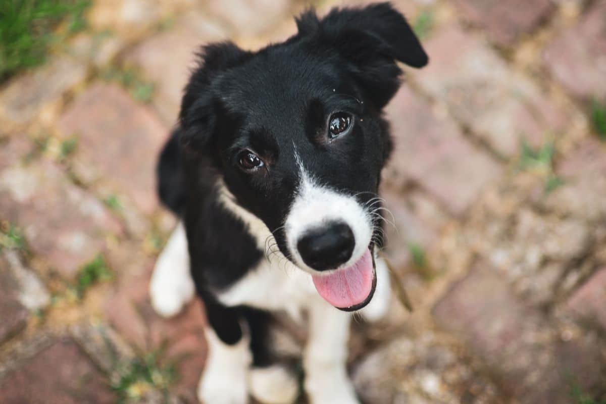 The Whippet Border Collie Mix: Everything You Need To Know cover
