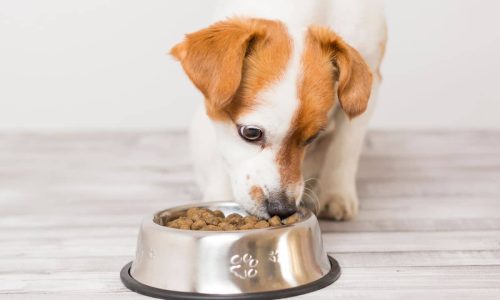 Best Slow-Feeder Dog Bowls