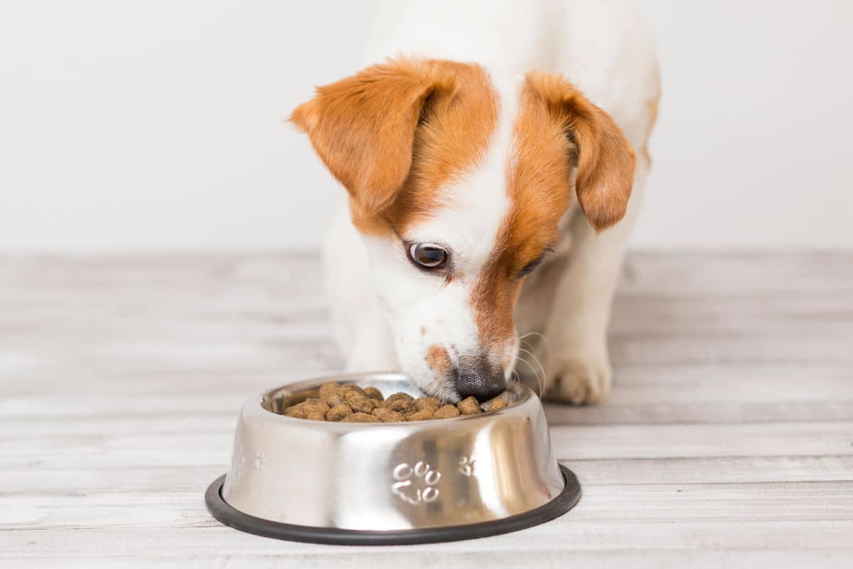 Best Slow-Feeder Dog Bowls cover