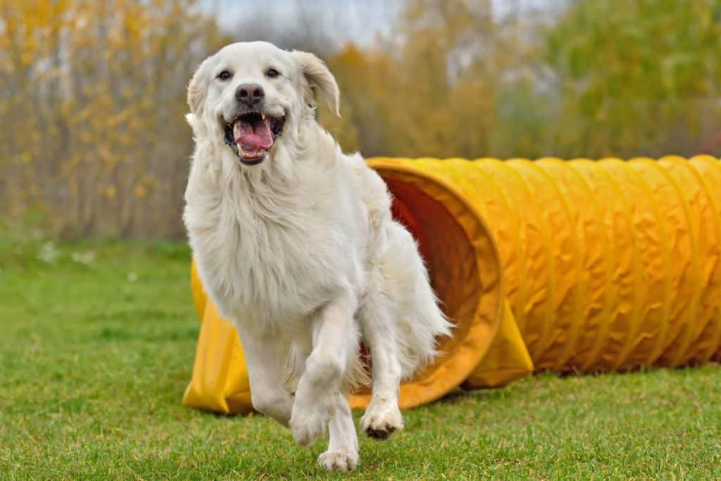 Dog Agility Classes: Top Tips For You And Your Pooch