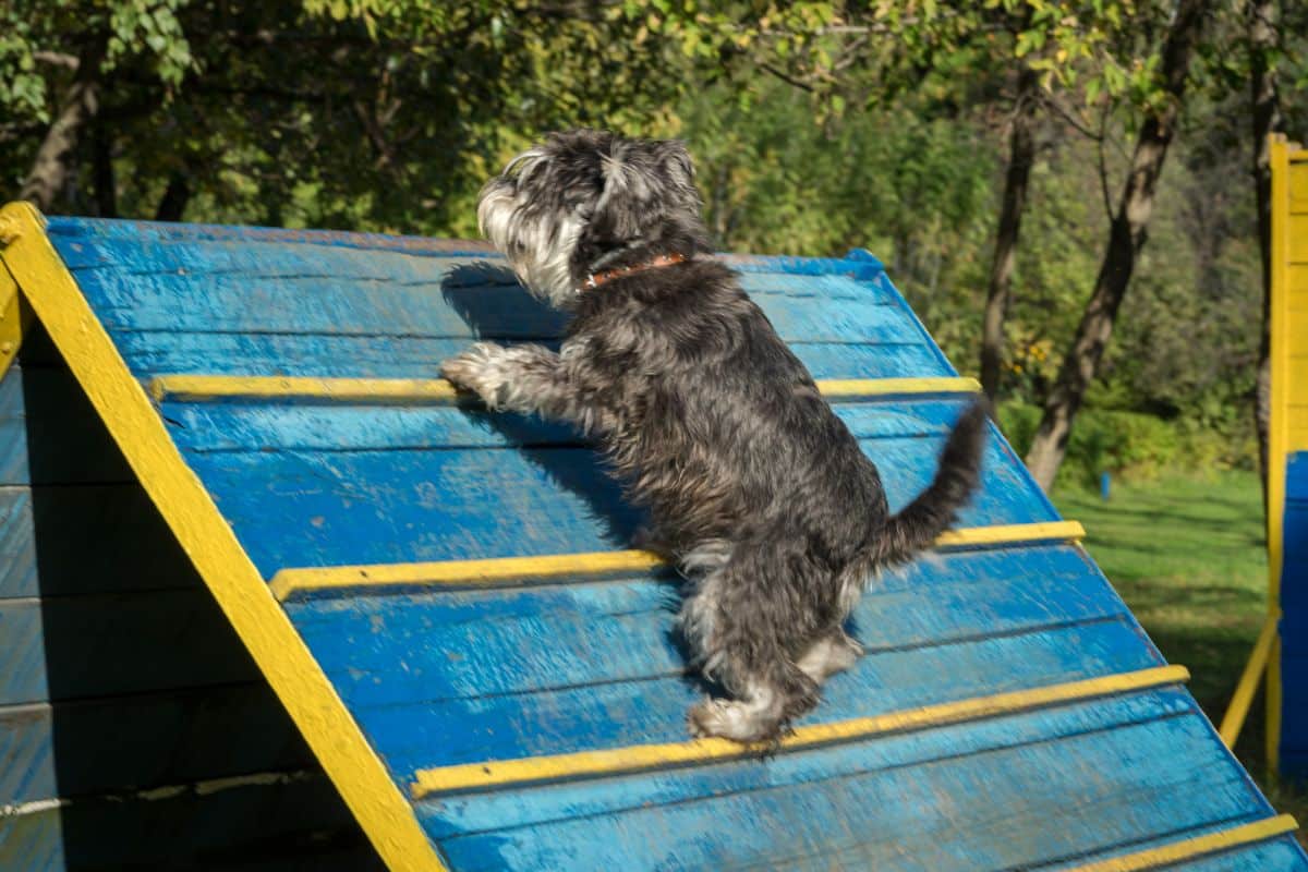 Dog Agility Classes Top Tips For You And Your Pooch 