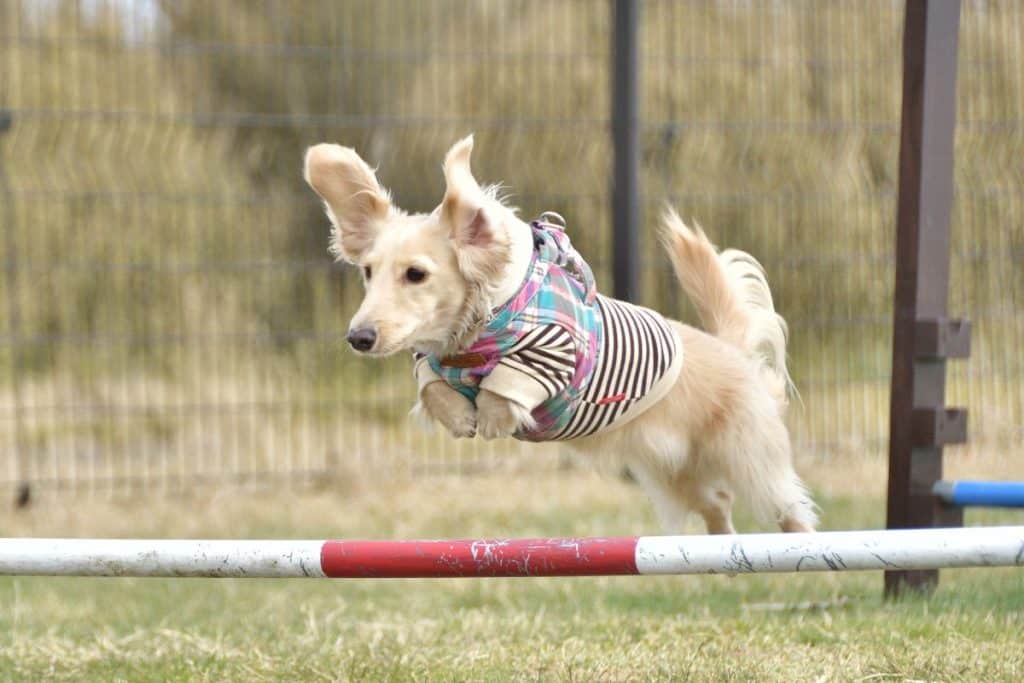 Dog Agility Classes Top Tips For You And Your Pooch