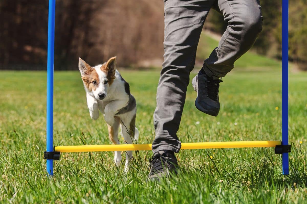 Dog Agility Classes: Top Tips For You And Your Pooch