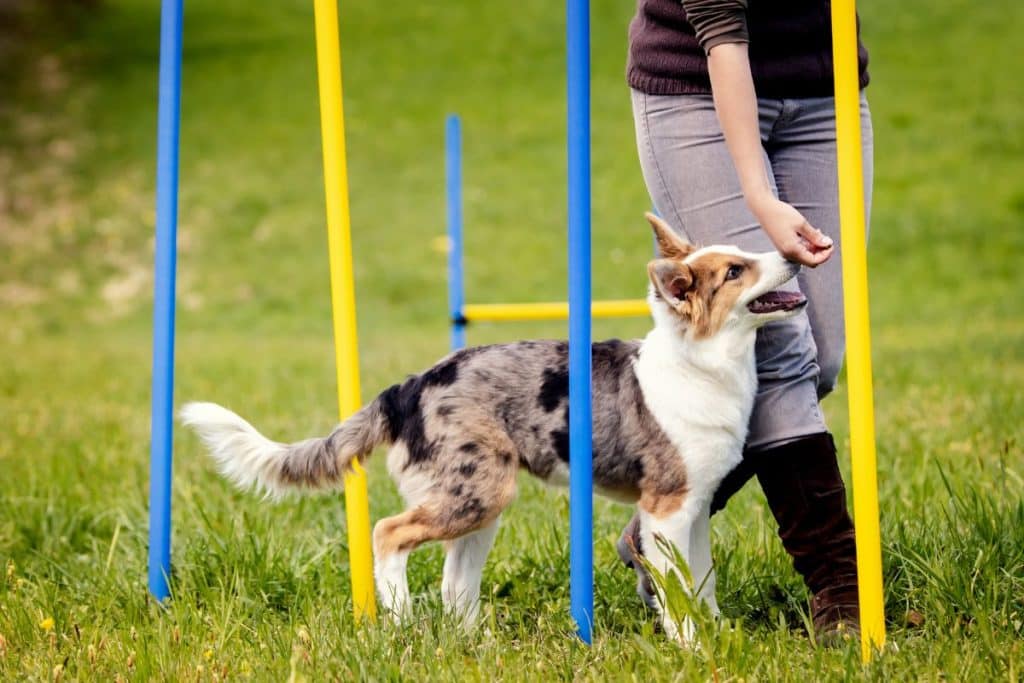 Dog Agility Classes Top Tips For You And Your Pooch (3)