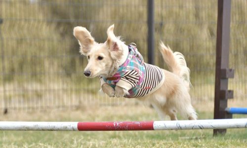 Dog Agility Classes Top Tips For You And Your Pooch