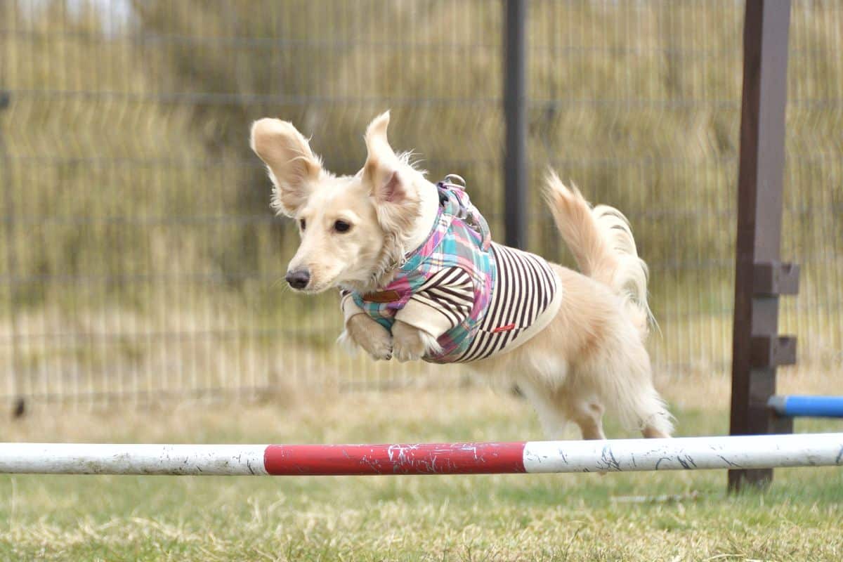 Dog Agility Classes: Top Tips For You And Your Pooch cover
