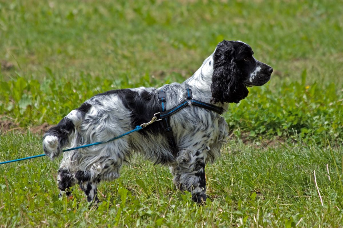 What Do You Need To Know About Blue Roan Cocker Spaniels