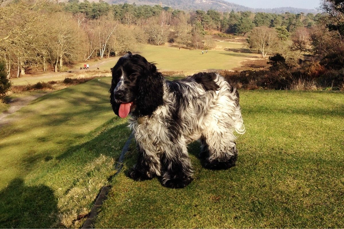 What Do You Need To Know About Blue Roan Cocker Spaniels 