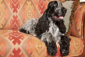 What Do You Need To Know About Blue Roan Cocker Spaniels Before Getting One?