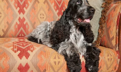 What Do You Need To Know About Blue Roan Cocker Spaniels Before Getting One?