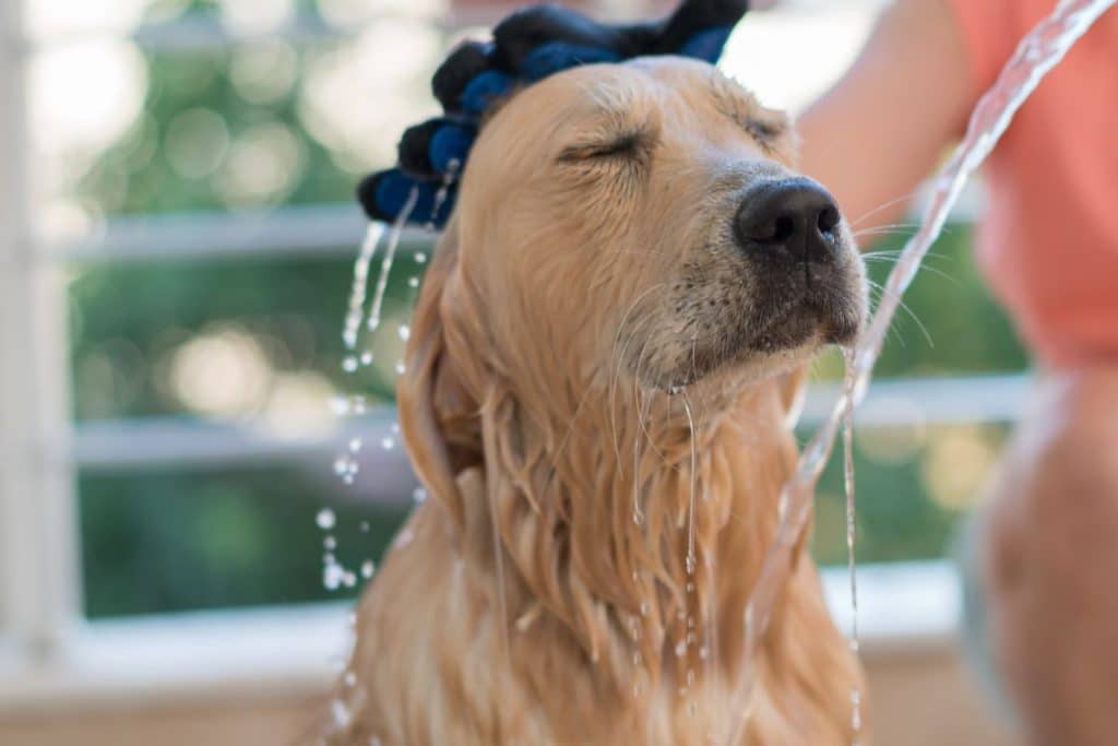 Which Portable Dog Washers Are The Best