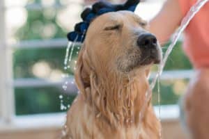 Which Portable Dog Washers Are The Best?