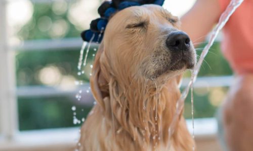 Which Portable Dog Washers Are The Best