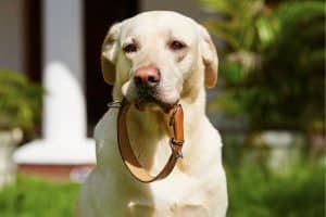 A Guide To: Do Dog Pheromone Collars Work