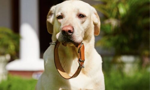 Do Dog Pheromone Collars Work