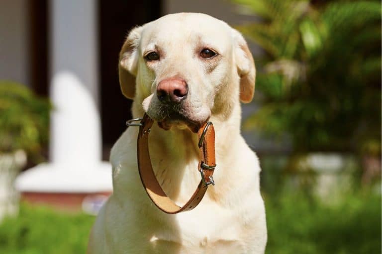 Dog Collars UK Best of 2023 & How to Choose Them