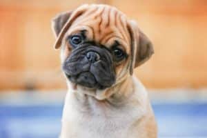 Are Retro Pugs The Dog Breed For You?