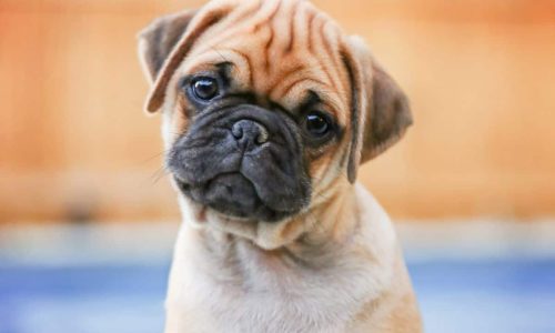 Are Retro Pugs The Dog Breed For You
