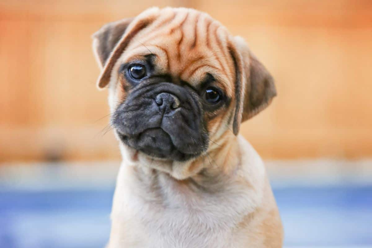 Are Retro Pugs The Dog Breed For You? cover