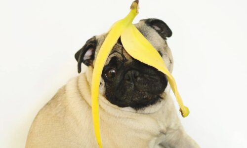 Can Dogs Eat Bananas