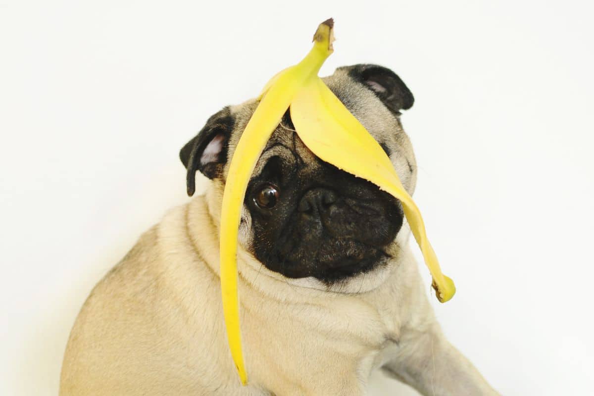 Can Dogs Eat Bananas? cover