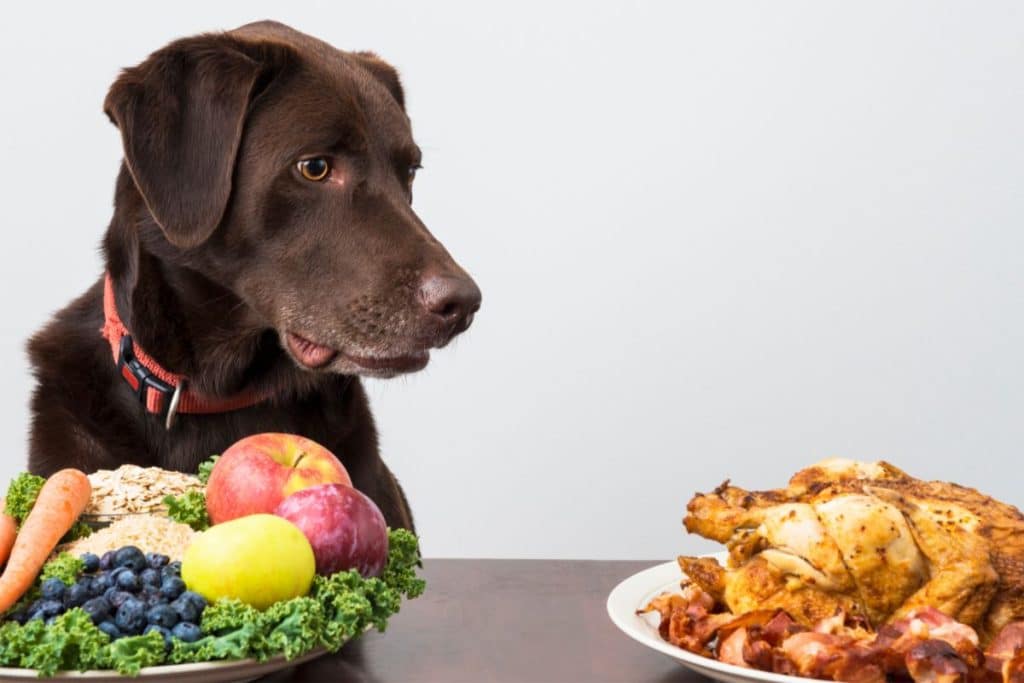 Can Dogs Eat Blueberries