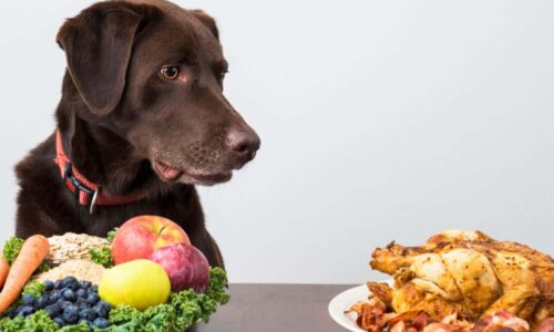 Can Dogs Eat Blueberries