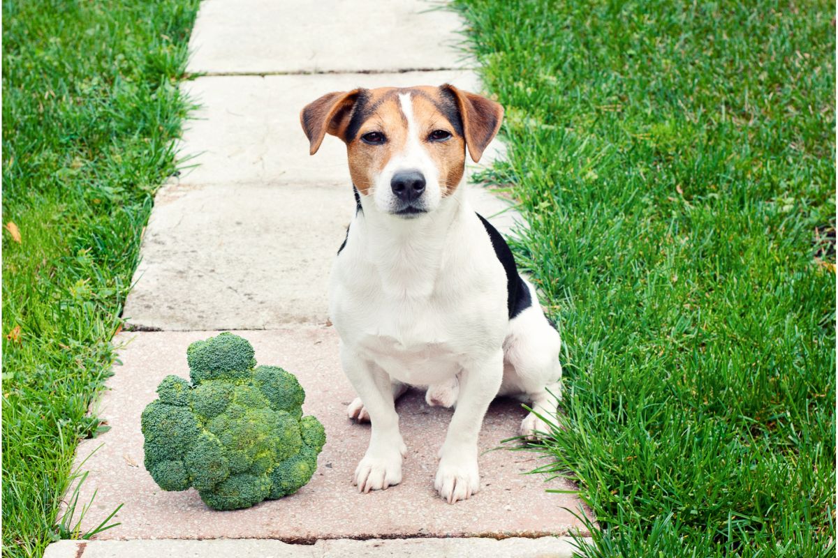 Can Dogs Eat Broccoli