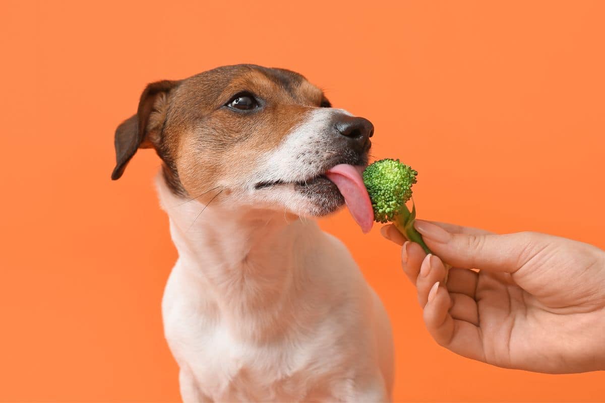 Can Dogs Eat Broccoli? cover