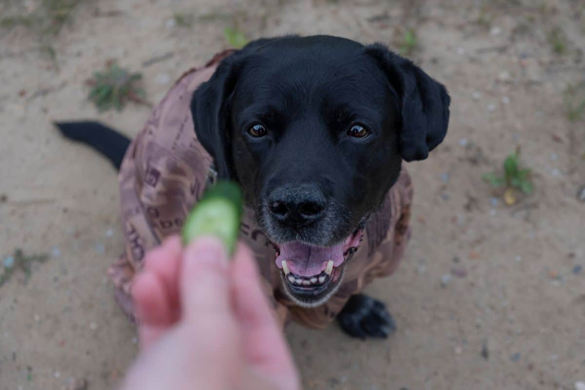 Can Dogs Eat Cucumbers