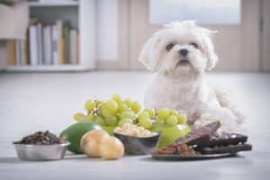 Can Dogs Eat Grapes?