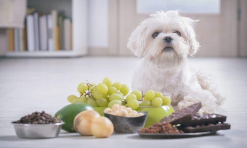 Can Dogs Eat Grapes